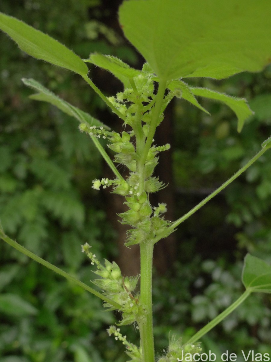 Acalypha ciliata Forssk.